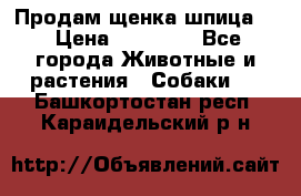 Продам щенка шпица.  › Цена ­ 15 000 - Все города Животные и растения » Собаки   . Башкортостан респ.,Караидельский р-н